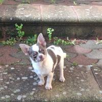 Chihuahua maschio con Pedigree