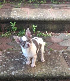 Chihuahua maschio con Pedigree