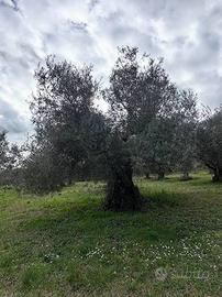 TERRENO CON 100mq EDIFICABILI E ULIVETI