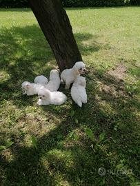 Cuccioli maltesi