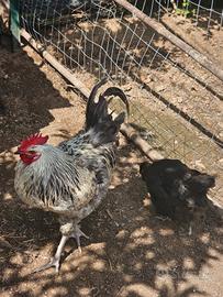Gallo e gallina da cova e 2 pulci6