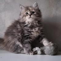 Disponibile Cucciola di Gatto Siberiano(FEMMINA)