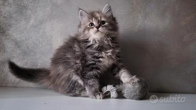 Disponibile Cucciola di Gatto Siberiano(FEMMINA)