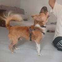 Chiuwaua
