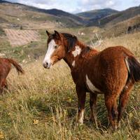 Puledre Paint con documenti di razza