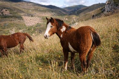 Puledre Paint con documenti di razza