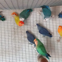 Inseparabili