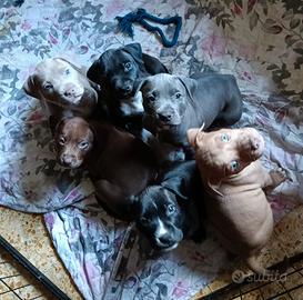 Cuccioli American Pit bull terrier