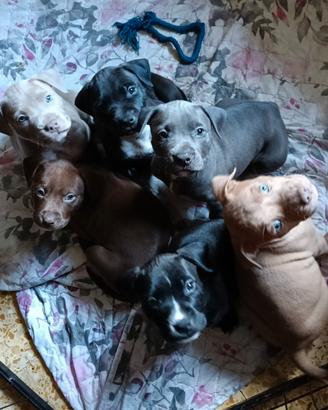 Cuccioli American Pit bull terrier