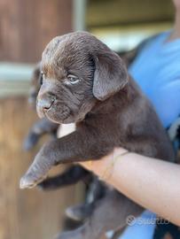 Labrador marroni con pedigree