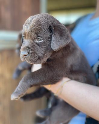 Labrador marroni con pedigree