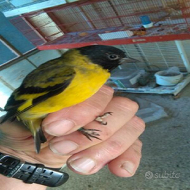 Lucherino testa nera