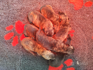 Cuccioli di Pastore Olandese con Pedigree