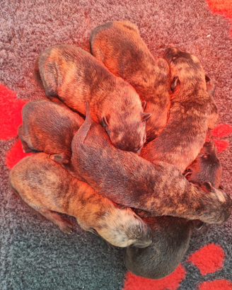 Cuccioli di Pastore Olandese con Pedigree