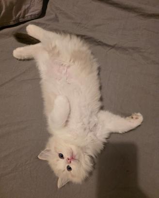 Ragdoll dolcissimi