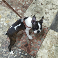 Cuccioli di boston terrier