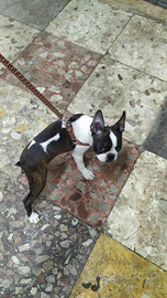 Cuccioli di boston terrier