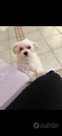 Maltese