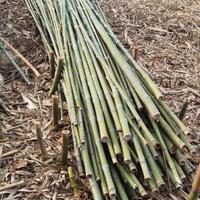 Canne bambú