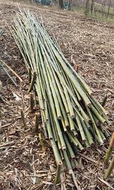 Canne bambú