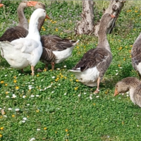 Oca tolosa