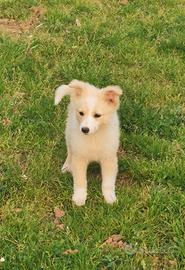 Lilly cucciola in adozione