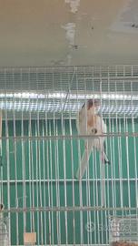 Cardellino gola bianca