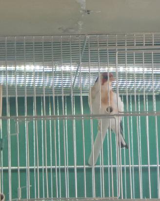 Cardellino gola bianca