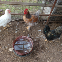 Galli e galline