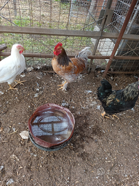 Galli e galline