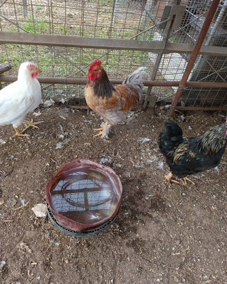 Galli e galline