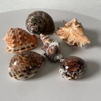 Conchiglie anni 60 70