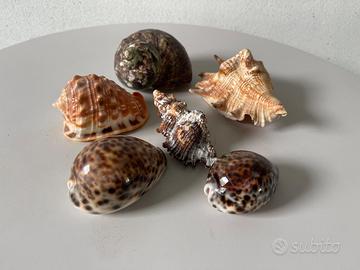 Conchiglie anni 60 70
