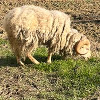 Pecora Ariete maschio d'ouessant
