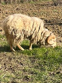 Pecora Ariete maschio d'ouessant