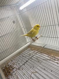 Canarina femmine 2025