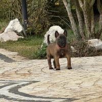 Pastore Belga Malinois pedigree ENCI