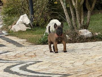 Pastore Belga Malinois pedigree ENCI