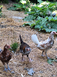 GALLI E GALLINE NANE giovani 2025 americanine