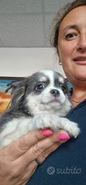 Chihuahua pelo lungo maschietto