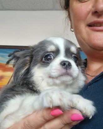 Chihuahua pelo lungo maschietto