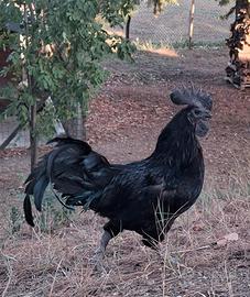 Galli cemani