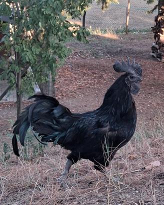 Galli cemani