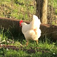 Galline ruspanti