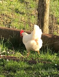 Galline ruspanti