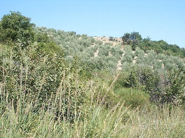 Terreno Agricolo - Guardialfiera - Vista 2