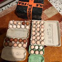 Gallina da carne pesante