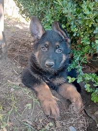Cuccioli di pastore tedesco