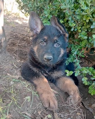 Cuccioli di pastore tedesco