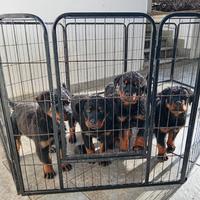 Cuccioli di Rottweiler